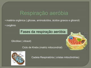 Respiração aeróbia
• matéria orgânica ( glicose, aminoácidos, ácidos graxos e glicerol)
• oxigênio

              Fases da respiração aeróbia

     Glicólise ( citosol)

                Ciclo de Krebs (matriz mitocondrial)


                            Cadeia Respiratória ( cristas mitocôndrias)
 