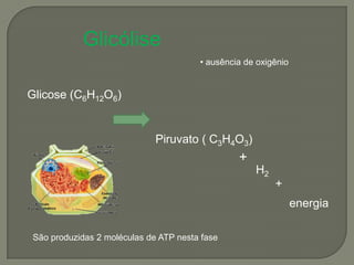 Glicólise
                                        • ausência de oxigênio


Glicose (C6H12O6)


                              Piruvato ( C3H4O3)
                                                 +
                                                     H2
                                                          +
                                                                 energia

 São produzidas 2 moléculas de ATP nesta fase
 