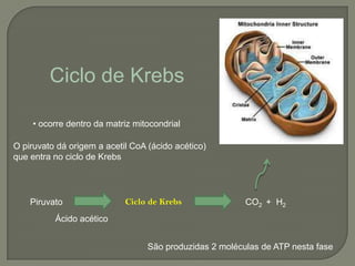 Ciclo de Krebs

    • ocorre dentro da matriz mitocondrial

O piruvato dá origem a acetil CoA (ácido acético)
que entra no ciclo de Krebs




    Piruvato                Ciclo de Krebs               CO2 + H2
          Ácido acético


                                  São produzidas 2 moléculas de ATP nesta fase
 