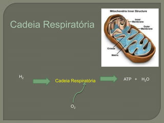 Cadeia Respiratória




  H2
          Cadeia Respiratória   ATP +   H2 O




                 O2
 