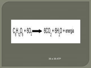 36 a 38 ATP
 