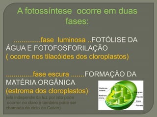 A fotossíntese ocorre em duas
                  fases:

   ..............fase luminosa ..FOTÓLISE DA
ÁGUA E FOTOFOSFORILAÇÃO
( ocorre nos tilacóides dos cloroplastos)

..............fase escura .......FORMAÇÃO DA
MATÉRIA ORGÂNICA
(estroma dos cloroplastos)
(ela independe da luz por isto pode
 ocorrer no claro e também pode ser
chamada de ciclo de Calvin)
 