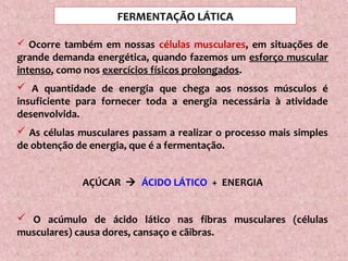 FERMENTAÇÃO LÁTICA
 Ocorre também em nossas células musculares, em situações de
grande demanda energética, quando fazemos um esforço muscular
intenso, como nos exercícios físicos prolongados.
 A quantidade de energia que chega aos nossos músculos é
insuficiente para fornecer toda a energia necessária à atividade
desenvolvida.
 As células musculares passam a realizar o processo mais simples
de obtenção de energia, que é a fermentação.
AÇÚCAR  ÁCIDO LÁTICO + ENERGIA
 O acúmulo de ácido lático nas fibras musculares (células
musculares) causa dores, cansaço e cãibras.
 