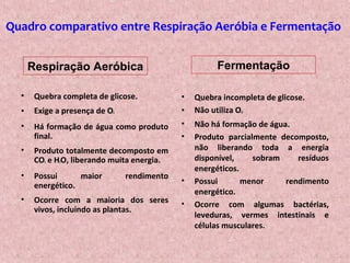 Quadro comparativo entre Respiração Aeróbia e Fermentação
• Quebra completa de glicose.
• Exige a presença de O²
• Há formação de água como produto
final.
• Produto totalmente decomposto em
CO² e H²O, liberando muita energia.
• Possui maior rendimento
energético.
• Ocorre com a maioria dos seres
vivos, incluindo as plantas.
• Quebra incompleta de glicose.
• Não utiliza O²
• Não há formação de água.
• Produto parcialmente decomposto,
não liberando toda a energia
disponível, sobram resíduos
energéticos.
• Possui menor rendimento
energético.
• Ocorre com algumas bactérias,
leveduras, vermes intestinais e
células musculares.
Respiração Aeróbica Fermentação
 