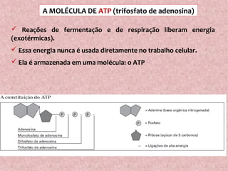A MOLÉCULA DE ATP (trifosfato de adenosina)
 Reações de fermentação e de respiração liberam energia
(exotérmicas).
 Essa energia nunca é usada diretamente no trabalho celular.
 Ela é armazenada em uma molécula: o ATP
 