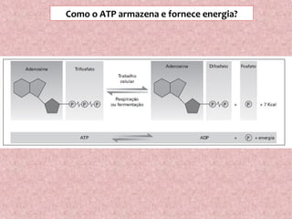 Como o ATP armazena e fornece energia?
 