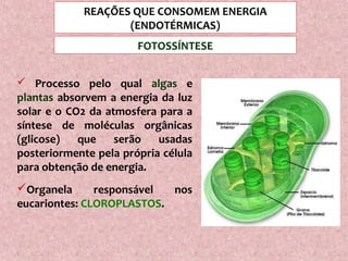 FOTOSSÍNTESE
 Processo pelo qual algas e
plantas absorvem a energia da luz
solar e o CO2 da atmosfera para a
síntese de moléculas orgânicas
(glicose) que serão usadas
posteriormente pela própria célula
para obtenção de energia.
Organela responsável nos
eucariontes: CLOROPLASTOS.
REAÇÕES QUE CONSOMEM ENERGIA
(ENDOTÉRMICAS)
 
