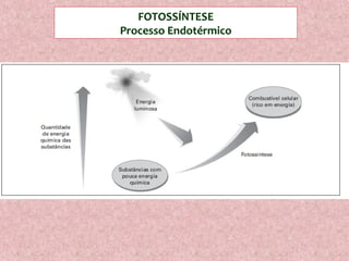 FOTOSSÍNTESE
Processo Endotérmico
 