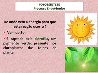 FOTOSSÍNTESE
Processo Endotérmico
De onde vem a energia para que
esta reação ocorra ?
 Vem do Sol.
É captada pela clorofila, um
pigmento verde, presente nos
cloroplastos das folhas da
planta.
 
