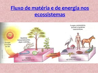 Fluxo de matéria e de energia nos
ecossistemas
 