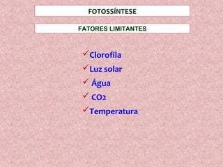 FATORES LIMITANTES
FOTOSSÍNTESE
Clorofila
Luz solar
 Água
 CO2
Temperatura
 
