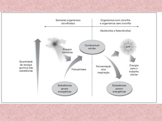 Metabolismo energético II | Fermentação, respiração e fotossíntese