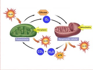 Metabolismo energético II | Fermentação, respiração e fotossíntese