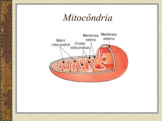 Mitocôndria
 