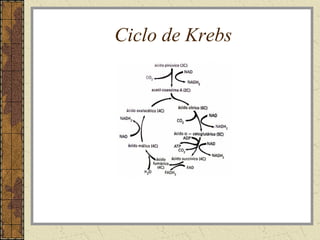Ciclo de Krebs
 