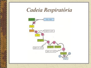 Cadeia Respiratória
 