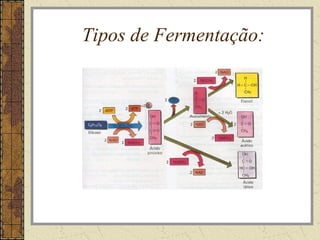 Tipos de Fermentação:
 