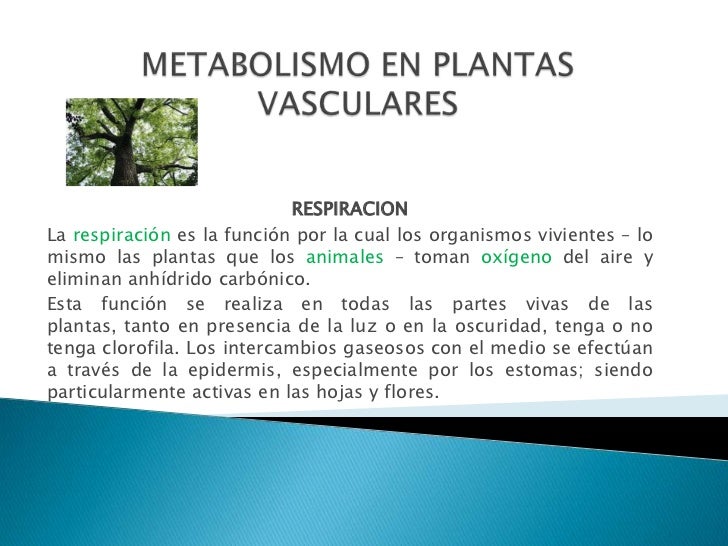 calcular metabolismo basal harris benedict consejos