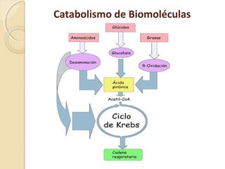 Catabolismo de Biomoléculas
 