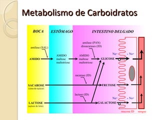 Metabolismo de CarboidratosMetabolismo de Carboidratos
AMIDO
amilase (SAL)
AMIDO
maltose
maltotriose
AMIDO
maltose
maltotriose
BOCA ESTÔMAGO INTESTINO DELGADO
amilase (PAN)
dissacarases (ID)
GLICOSE
mucosa ID sangue
Na+ Na+
lactase (ID)
GALACTOSELACTOSE
(açúcar do leite)
Na+ Na+
sacarase (ID)
FRUTOSESACAROSE
(cana-de-açúcar)
 