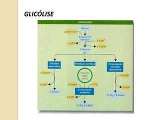GLICÓLISE
 