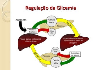 Regulação da GlicemiaRegulação da Glicemia
 