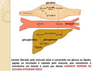 Lactato liberado pelo músculo ativo é convertido em glicose no fígado,
jogada na circulação e captada pelo músculo, que novamente a
transforma em lactato e assim por diante DURANTE PERÍODO DE
ELEVADA ATIVIDADE FÍSICA
glicogêneseglicogênólise
glicólise
 