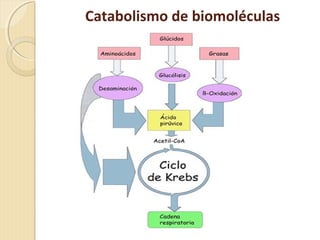 Catabolismo de biomoléculas
 