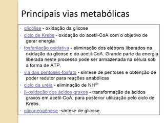 Principais vias metabólicas
 