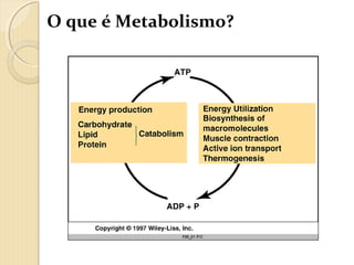 O que é Metabolismo?
 
