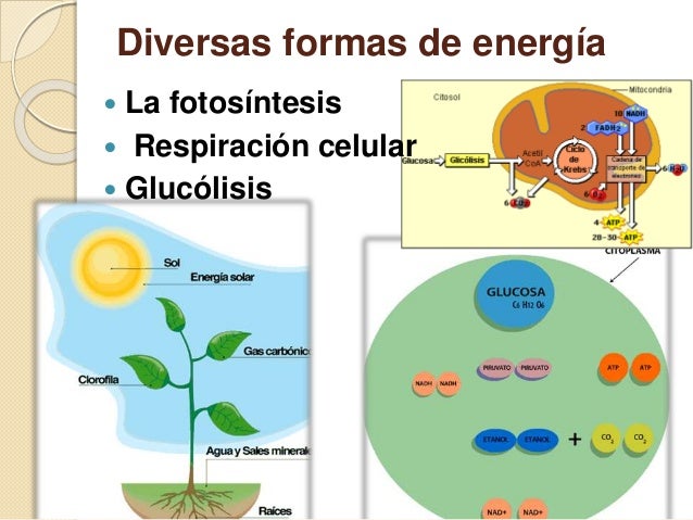 dieta para acelerar el metabolismo y bajar de peso suplements