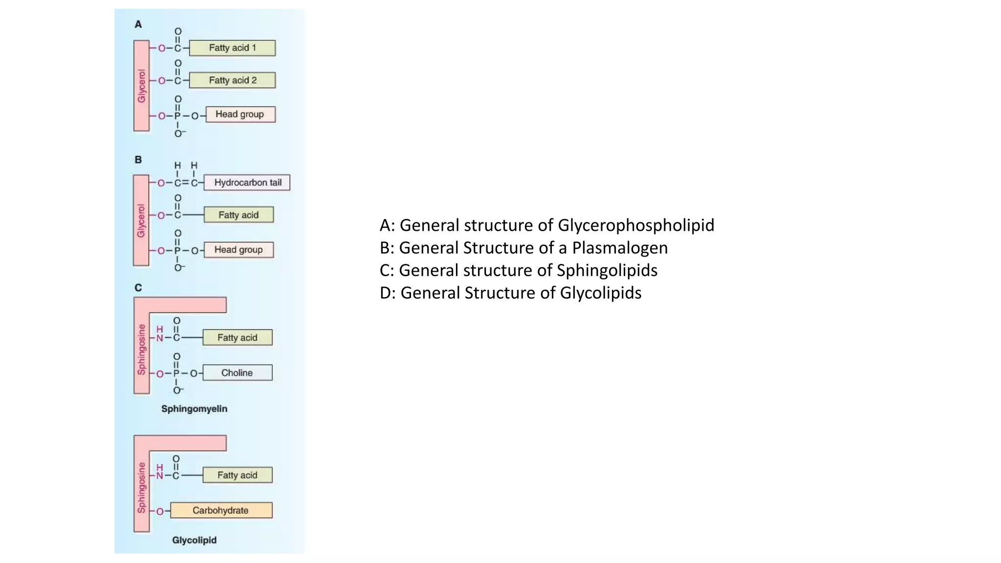 Metabolism of acylglycerols and sphingolipids | PPTX