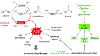alcohol metabolism effect on glutathione Glutathione's Role in Liver and Hangover Symptom Relief: Dysregulation of Protein S-Glutathionylation and Antioxidant Enzymes 13.2  Alcohol Metabolism 