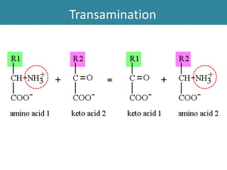 Transanimation Metabolism of amino acids | PDF
