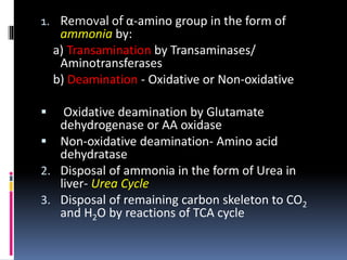 Metabolism of amino acids overview and nitrogen handling | PPTX