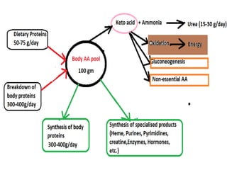Metabolism of amino acids overview and nitrogen handling | PPTX