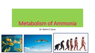 Metabolism of Ammonia
Dr. Rohini C Sane
 
