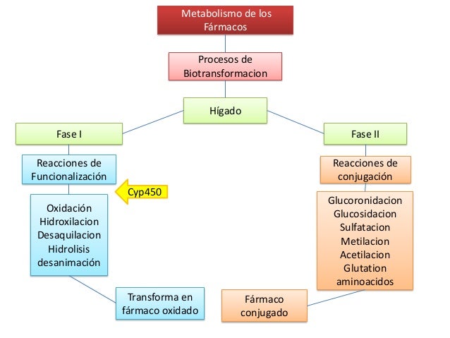 Metabolismo farmacos
