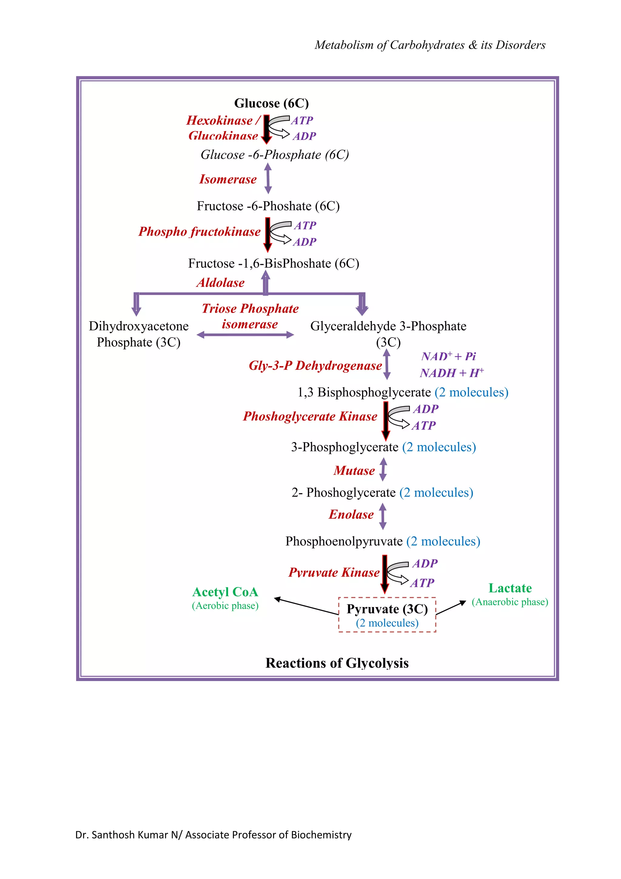 Basic Notes Of Metabolism Of Carbohydrates 1 docx