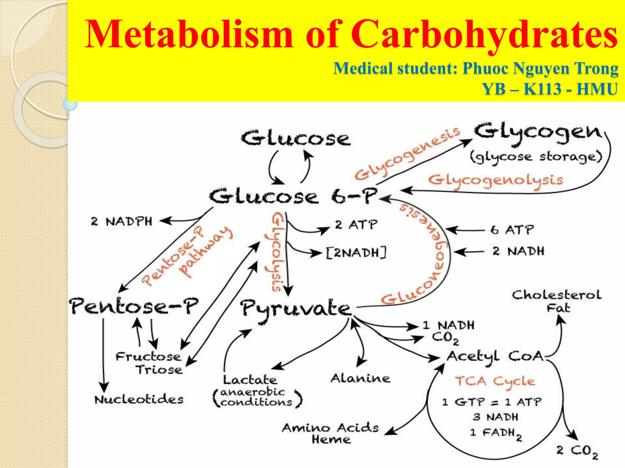 Metabolism of carbohydrates | PPTX | Endocrine and Metabolic Diseases