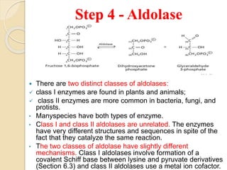 metabolismofcarbohydrates-191219112042 2.pdf