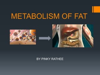 METABOLISM OF FAT
BY PINKY RATHEE
 