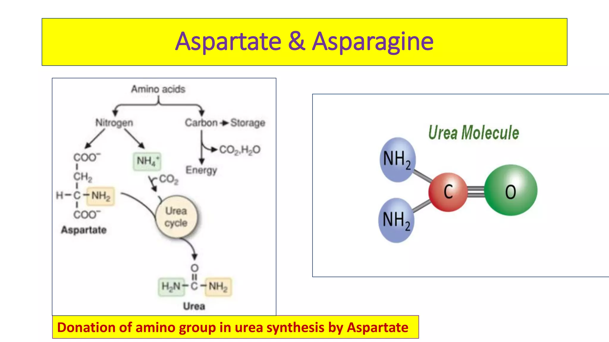 Metabolism of Glutamate ,Aspartate ,Glutamine &Asparagine | PDF