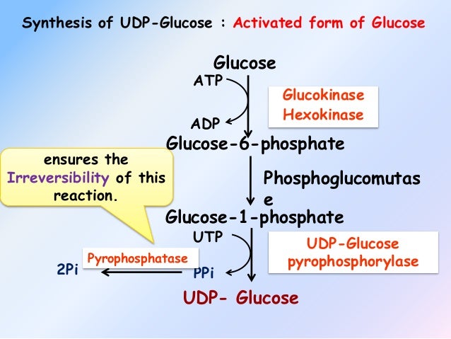 Synthesis Of Glycogen From Glucose 6 Phosphate PPT Chapter 23