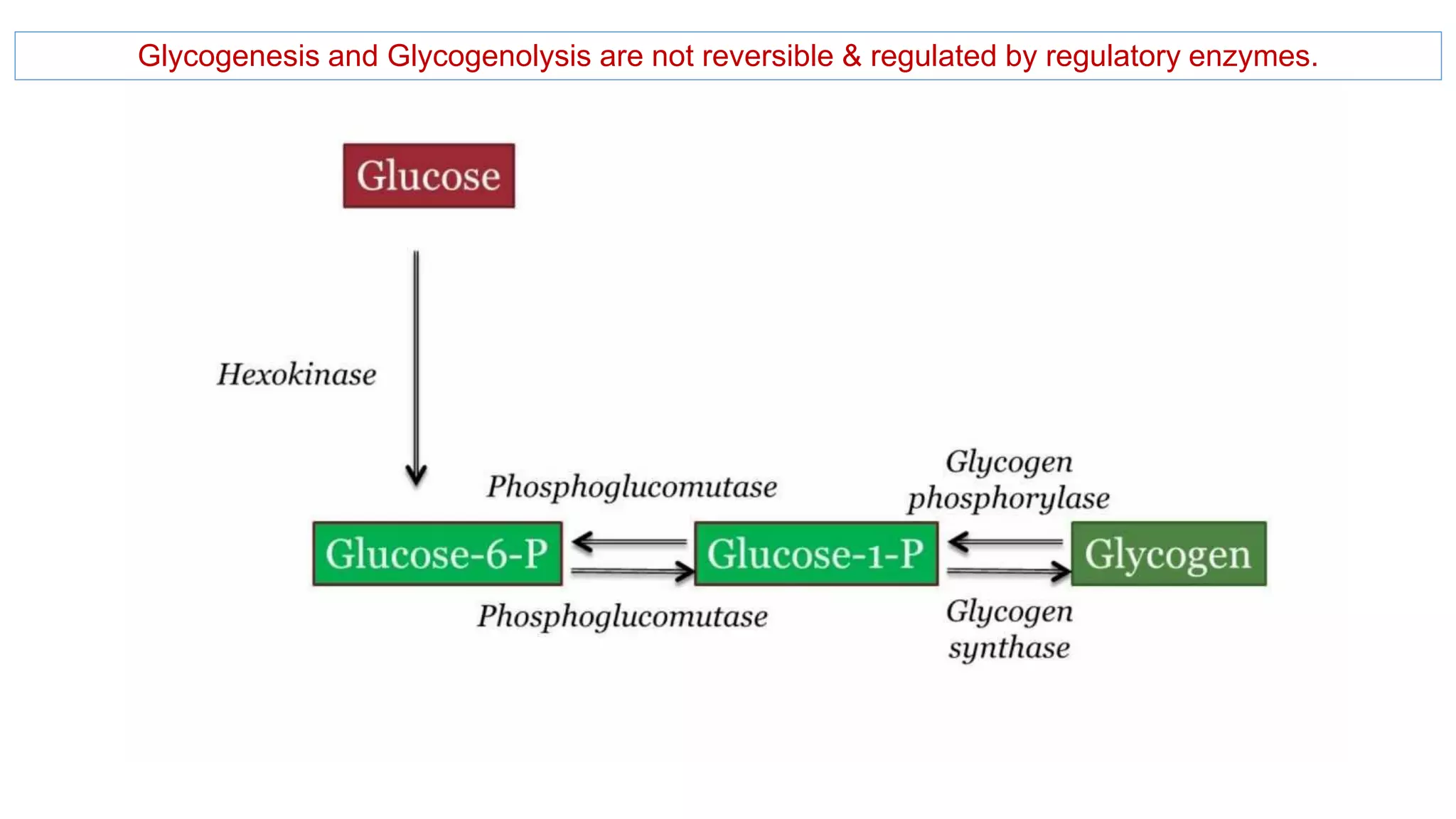Metabolism of glycogen and its clinical significance final.pptx ...