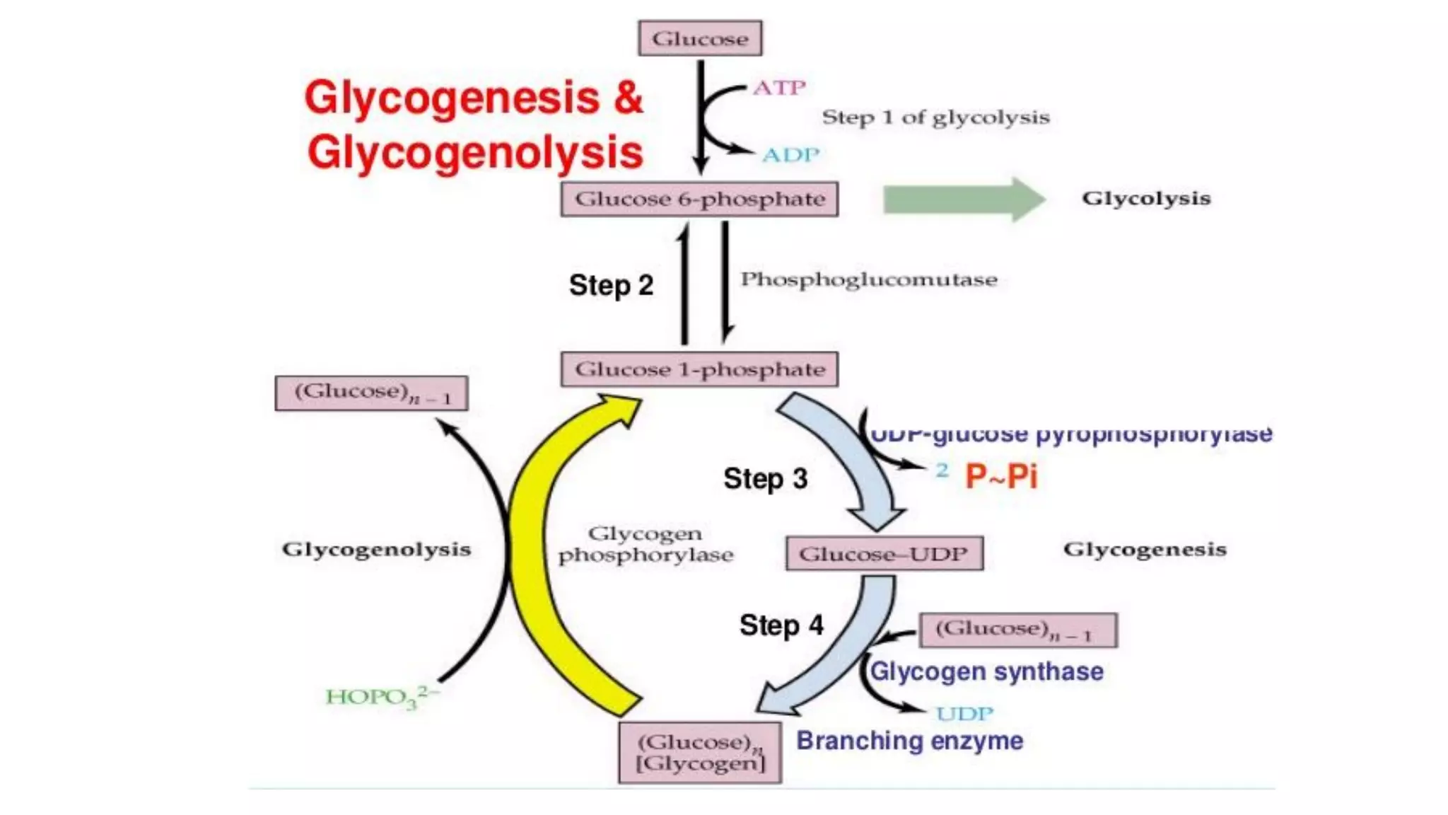 Metabolism of glycogen and its clinical significance final.pptx ...