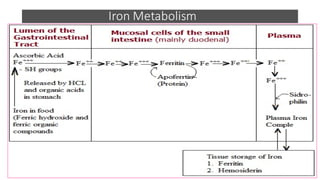 Metabolism of iron and its clinical significance | PDF