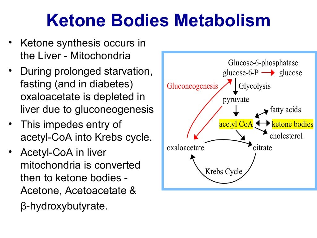 Metabolism of ketone bodies