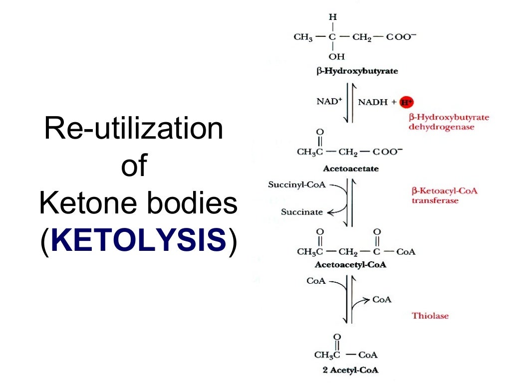 Metabolism of ketone bodies