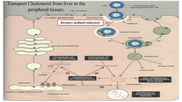 Metabolism of lipoproteins & its disorders(Chylomicron & VLDL & LDL ...